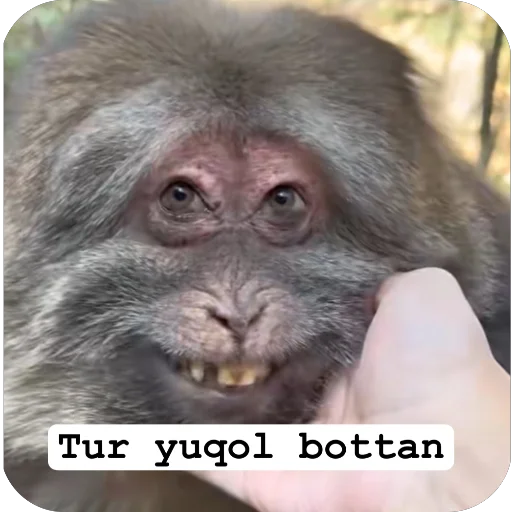 🫥 Стикер «Muxammed 0» для Telegram