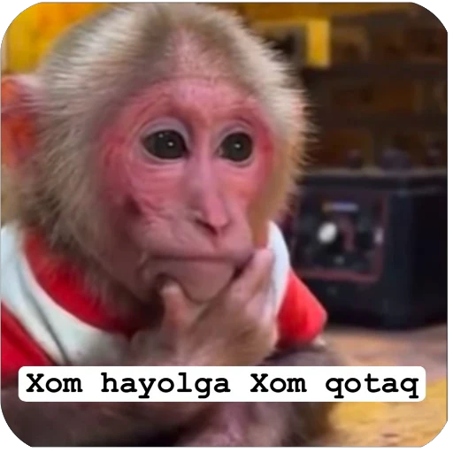 🤔 Стикер «Muxammed 0» для Telegram