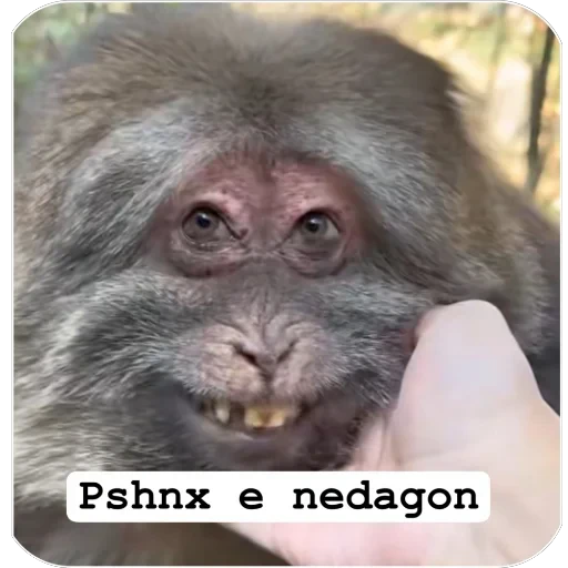 🫥 Стикер «Muxammed 0» для Telegram