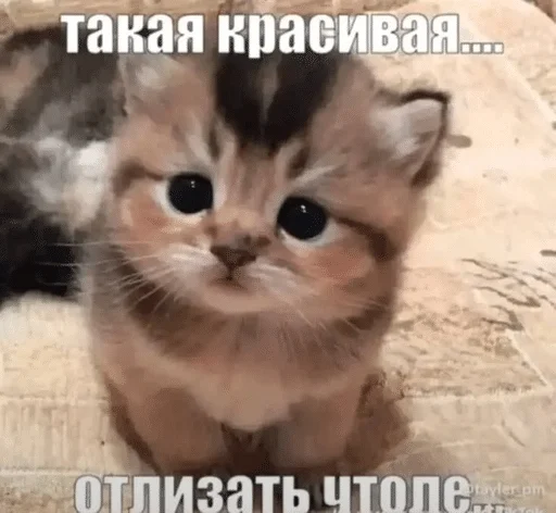 🥹 Стикер «ÐÐ¾ÑÐ¸ÐºÐ¸» для Telegram