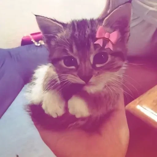 😊 Стикер «ÐÐ¾ÑÐ¸ÐºÐ¸» для Telegram