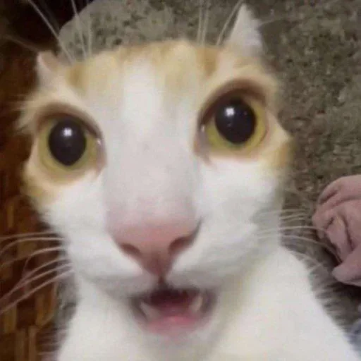 😧 Стикер «ÐÐ¾ÑÐ¸ÐºÐ¸» для Telegram