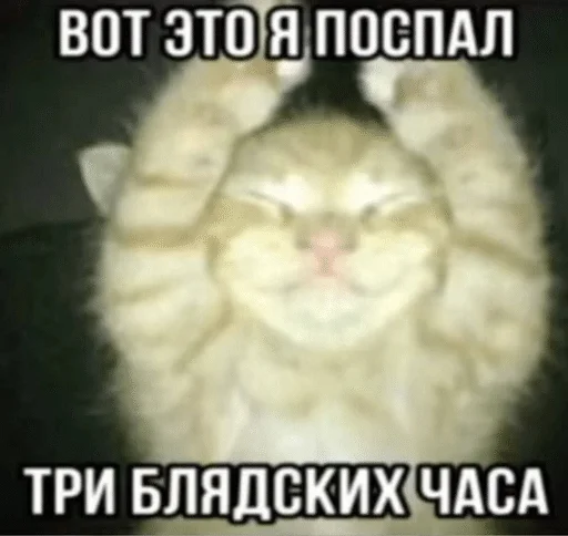 🌟 Стикер «ÐÐ¾ÑÐ¸ÐºÐ¸» для Telegram