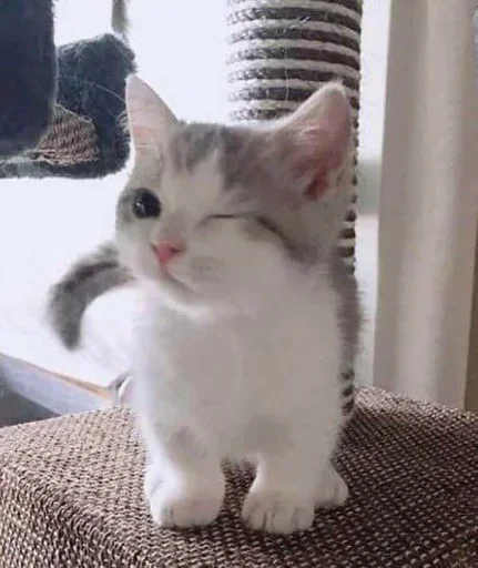 😉 Стикер «ÐÐ¾ÑÐ¸ÐºÐ¸» для Telegram
