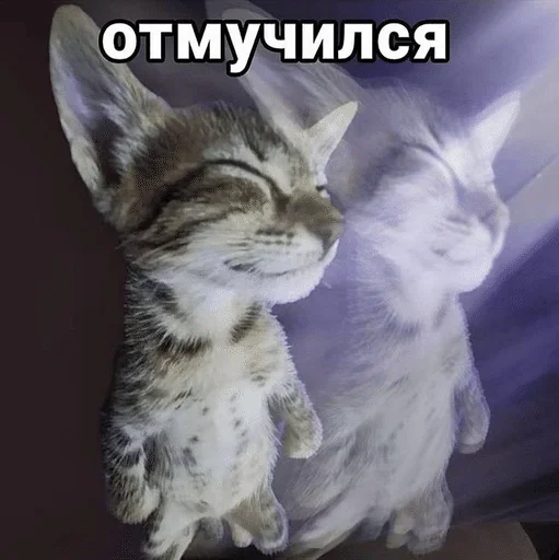 🌟 Стикер «ÐÐ¾ÑÐ¸ÐºÐ¸» для Telegram