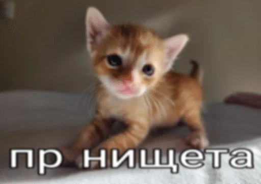 👋 Стикер «ÐÐ¾ÑÐ¸ÐºÐ¸» для Telegram
