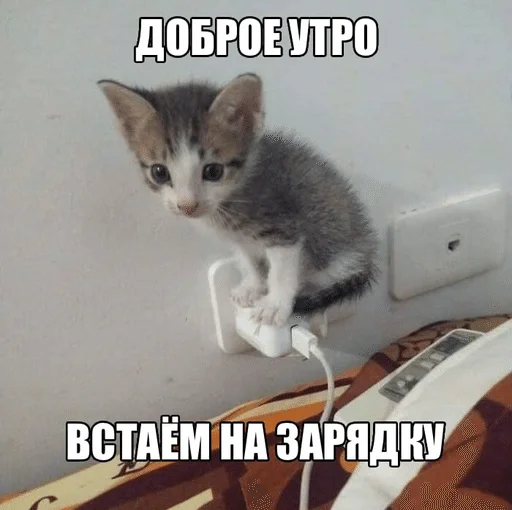 ☀️ Стикер «ÐÐ¾ÑÐ¸ÐºÐ¸» для Telegram