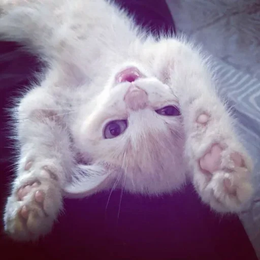 🤪 Стикер «ÐÐ¾ÑÐ¸ÐºÐ¸» для Telegram