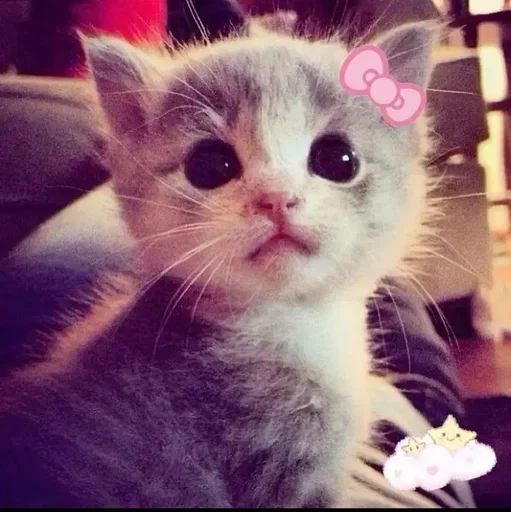 🎀 Стикер «ÐÐ¾ÑÐ¸ÐºÐ¸» для Telegram
