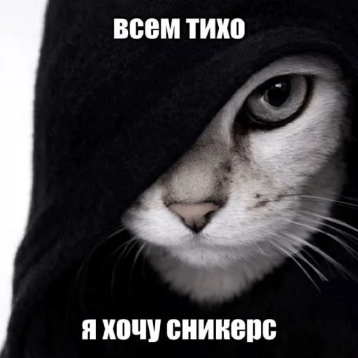 🌟 Стикер «ÐÐ¾ÑÐ¸ÐºÐ¸» для Telegram
