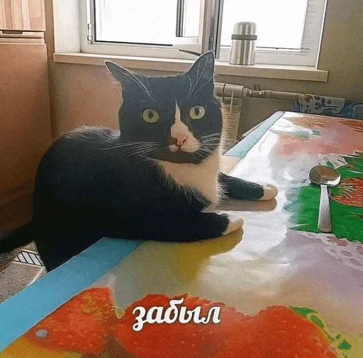 😶‍🌫️ Стикер «ÐÐ¾ÑÐ¸ÐºÐ¸» для Telegram
