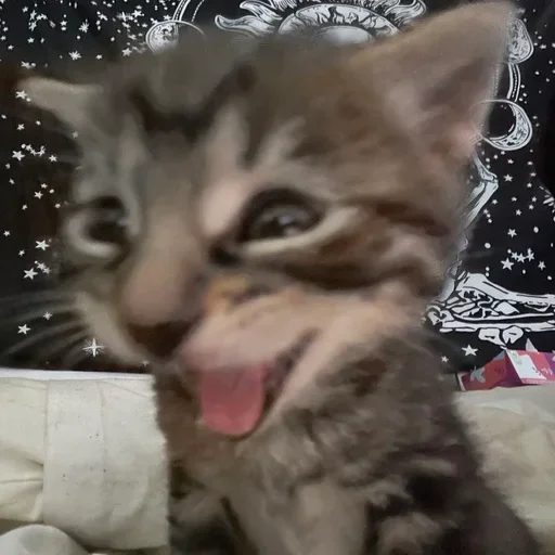 😁 Стикер «ÐÐ¾ÑÐ¸ÐºÐ¸» для Telegram