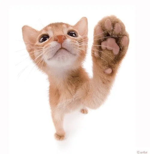 👋 Стикер «ÐÐ¾ÑÐ¸ÐºÐ¸» для Telegram
