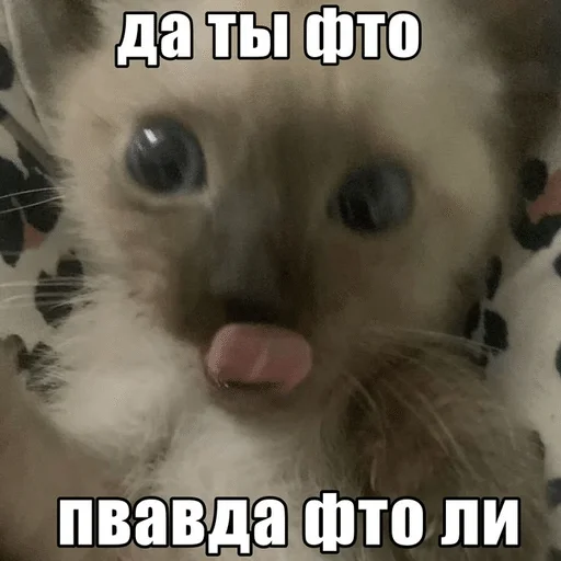 😳 Стикер «ÐÐ¾ÑÐ¸ÐºÐ¸» для Telegram
