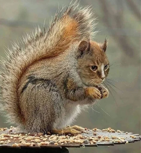 🐱 Стикер «Мемасики» для Telegram