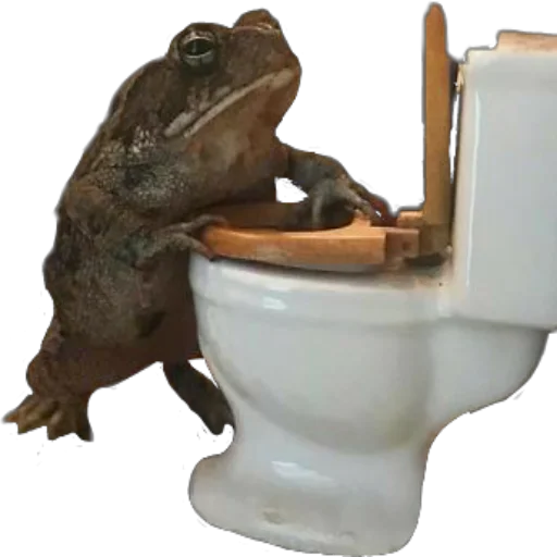🚽 Стикер «жабки!!» для Telegram