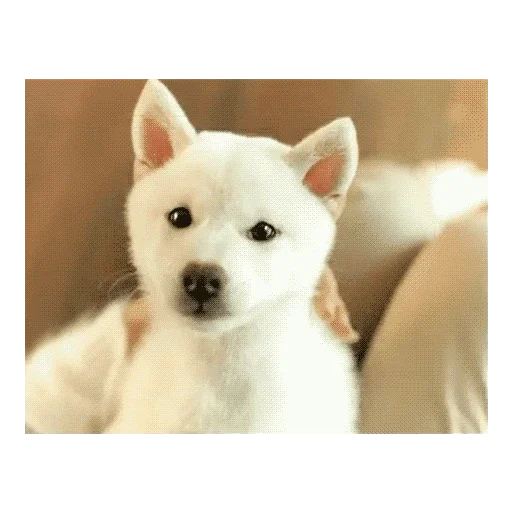 😜 Стикер «Мягкая шапочка» для Telegram
