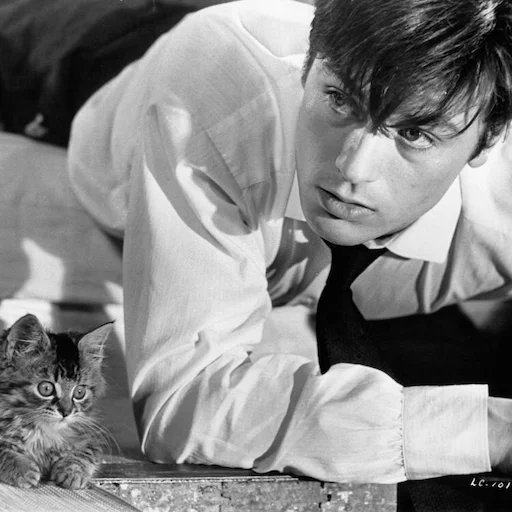 🐱 Стикер «Alain Delon» для Telegram
