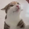 Стикер 30 Мяу Мяу