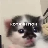 Стикер 52 Мяу Мяу