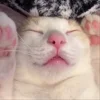 Стикер 49 Мяу Мяу