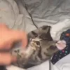 Стикер 27 Мяу Мяу