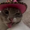 Стикер 11 Мяу Мяу