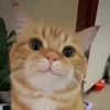 Стикер 51 Мяу Мяу