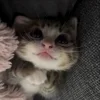 Стикер 7 Мяу Мяу