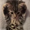 Стикер 13 Мяу Мяу