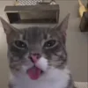 Стикер 59 Мяу Мяу