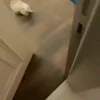 Стикер 20 Мяу Мяу
