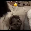 Стикер 23 Мяу Мяу