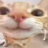 Обложка набора Мяу Мяу