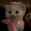 Стикер 36 Мяу Мяу