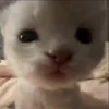 Стикер 17 Мяу Мяу
