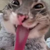 Стикер 2 Мяу Мяу