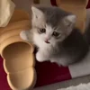 Стикер 22 Мяу Мяу