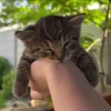 Стикер 48 Мяу Мяу