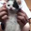 Стикер 29 Мяу Мяу