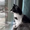 Стикер 41 Мяу Мяу