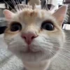 Стикер 5 Мяу Мяу