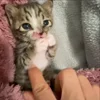 Стикер 31 Мяу Мяу