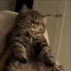 Стикер 24 Мяу Мяу