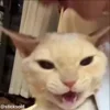 Стикер 9 Мяу Мяу