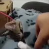 Стикер 39 Мяу Мяу