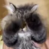 Стикер 15 Мяу Мяу