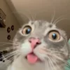 Стикер 4 Мяу Мяу