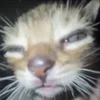 Стикер 57 Мяу Мяу