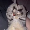 Стикер 34 Мяу Мяу